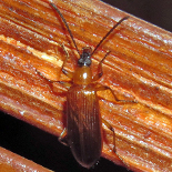 Neoeutrapela species